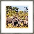 Herd Of Elephants On The Way To Watering Hole Framed Print