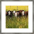 Hereford Calves At The Fence Framed Print