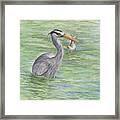 Heron Catching A Fish Framed Print