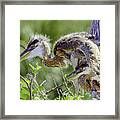 Heron Chicks Framed Print