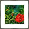 Hibiscus In Bloom Framed Print