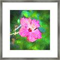Hibiscus Painted Lady X178 Framed Print
