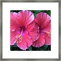 Hibiscus Framed Print