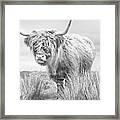 Highland Cow In Scotland Framed Print