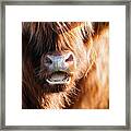 Highland Cow Face Close Up With Open Mouth Framed Print