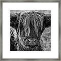 Frosty Face - Highland Cow Framed Print