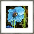 Himalayan Blue Poppy Framed Print