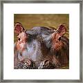 Hippo Eyes Framed Print