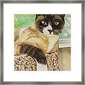His Majesty'perch Framed Print