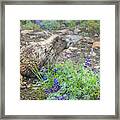 Hoary Marmot In Morning Dew At Mount Rainier National Park Framed Print