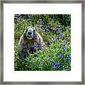 Hoary Marmot In Subalpine Lupine #1 Framed Print
