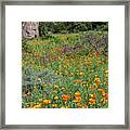 California Poppies, Meadow At Santa Barbara Botanic Garden Framed Print