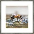 Honey Bee Drinking Water With Reflection Framed Print