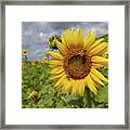 Honeybee On Sunflower Framed Print