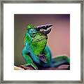 Horned Chameleon Framed Print
