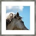 Horse And Sky Framed Print