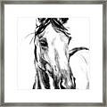 Horse Britt Framed Print