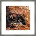 Horse Eye Close Up Framed Print