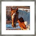Horse Portrait At Dawn Framed Print