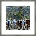 Horse Trail Tails Framed Print
