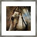 Horse With No Name Framed Print