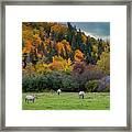 Horses On An Autumn Day In Rural Cape Breton Framed Print