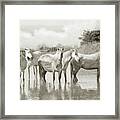 Wild Horses Resting Framed Print