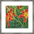 Hot July Field Of Daylilies Framed Print