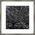 Hot Summer Sun In Houston Framed Print