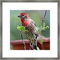 House Finch At Bird Feeder Framed Print