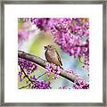 House Sparrow On Redbud Tree Framed Print