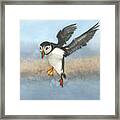 Huffing And Puffin Framed Print