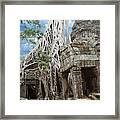 Huge Tree Roots Engulf The Ruined Temple Framed Print