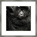 Jeune Gorille Humba Framed Print