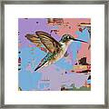 Hummingbird #34 Framed Print
