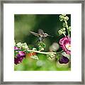 Hummingbird And Hollyhock Framed Print