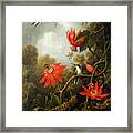 Hummingbird And Passion Flowers By Martin Johnson Heade Framed Print