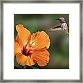 Hummingbird And Peach Hibiscus Framed Print