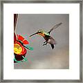 Hummingbird Approaches Nectar Feeder Framed Print