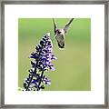 Hummingbird Arrival Framed Print