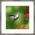 Hummingbird Beauty Framed Print