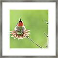 Hummingbird Framed Print