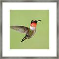 Hummingbird Defender Framed Print