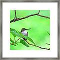 Hummingbird Green Framed Print