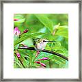 Hummingbird Honeysuckle Framed Print