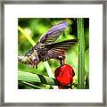 Hummingbird In Flight Framed Print
