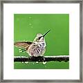 Hummingbird In The Rain Framed Print