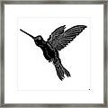 Hummingbird Ink 4 Framed Print