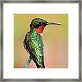 Hummingbird Love Framed Print