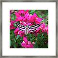 Hummingbird Moth And Pink Snapdragons Framed Print